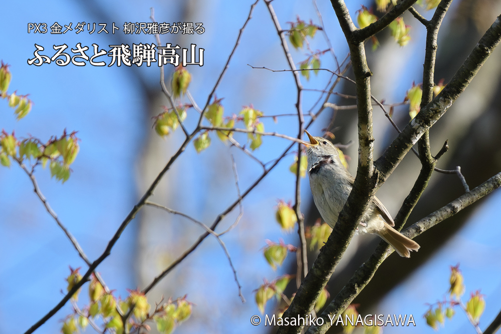 飛騨高山に棲むウグイスの写真です。