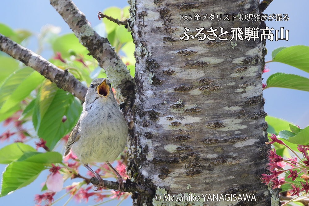 飛騨高山に棲むウグイスの写真です。