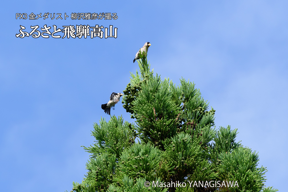 飛騨高山に棲むイカルの写真です。