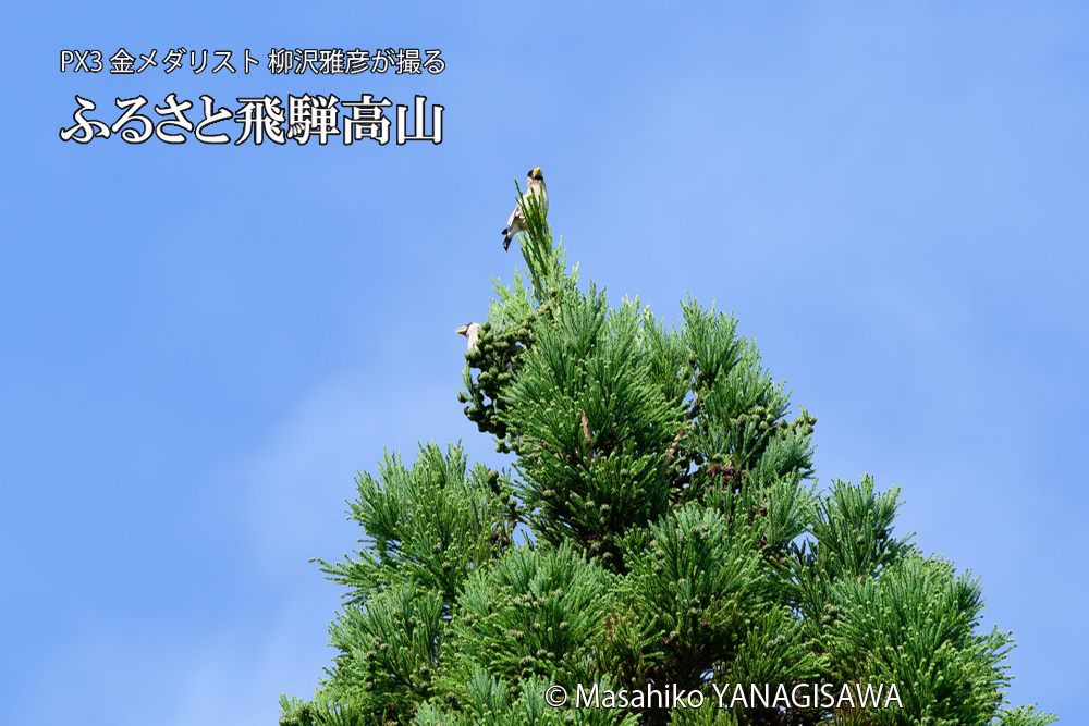 飛騨高山に棲むイカルの写真です。