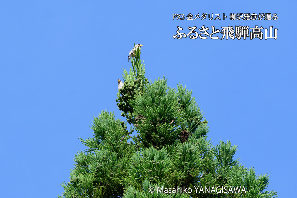 飛騨高山に棲むイカルの写真です。