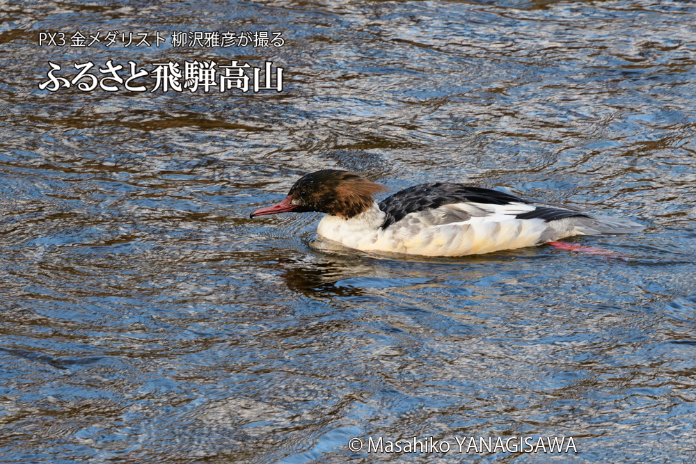 飛騨高山に棲むカワアイサ雄のエクリプスの写真です。