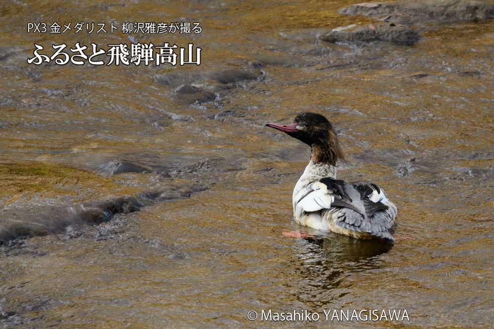 飛騨高山に棲むカワアイサ雄のエクリプスの写真です。
