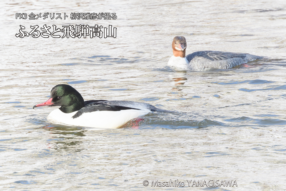 飛騨高山に棲むカワアイサの雄と雌の写真です。