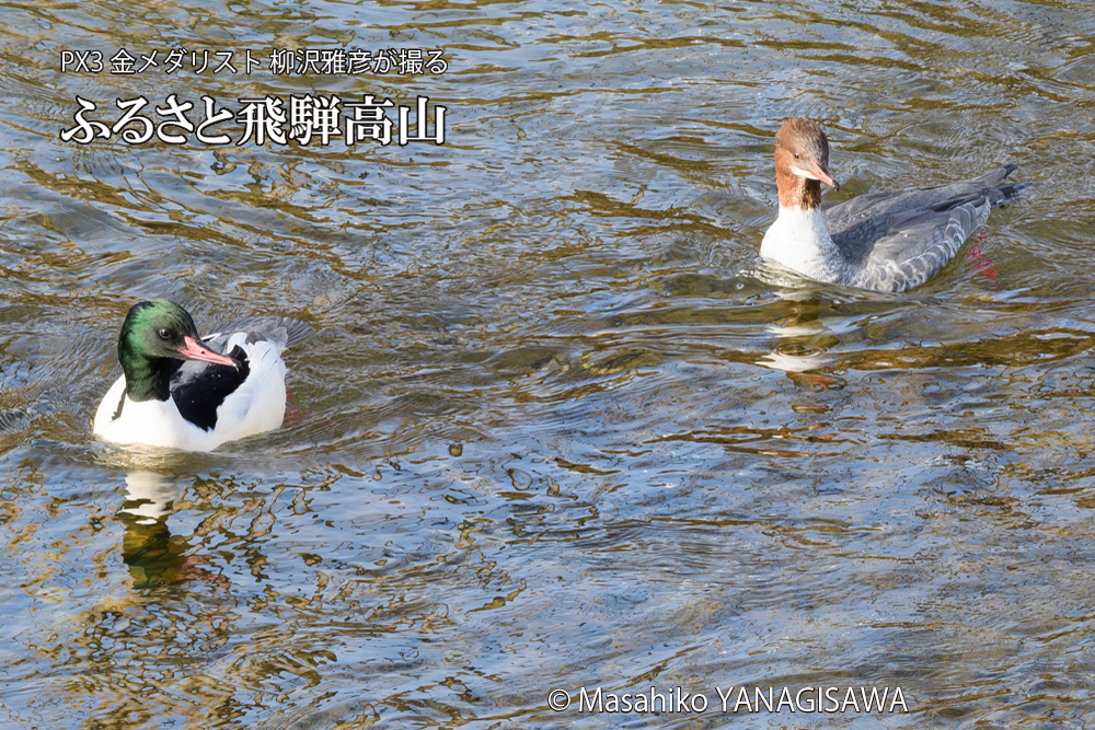 飛騨高山に棲むカワアイサの雄と雌の写真です。