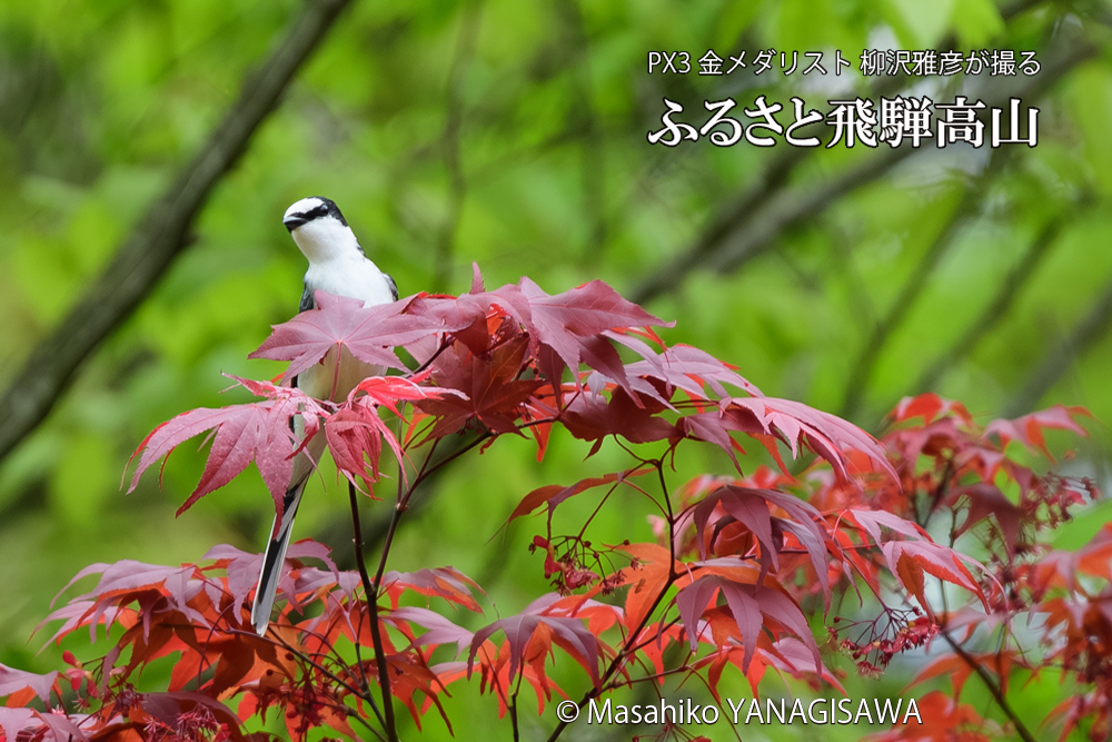 飛騨高山に棲むサンショウクイの写真です。