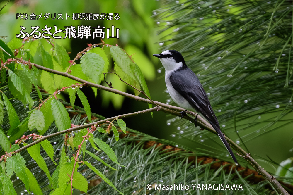 飛騨高山に棲むサンショウクイの写真です。