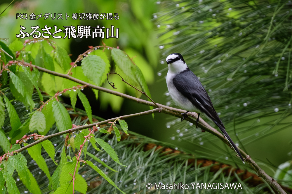 飛騨高山に棲むサンショウクイの写真です。