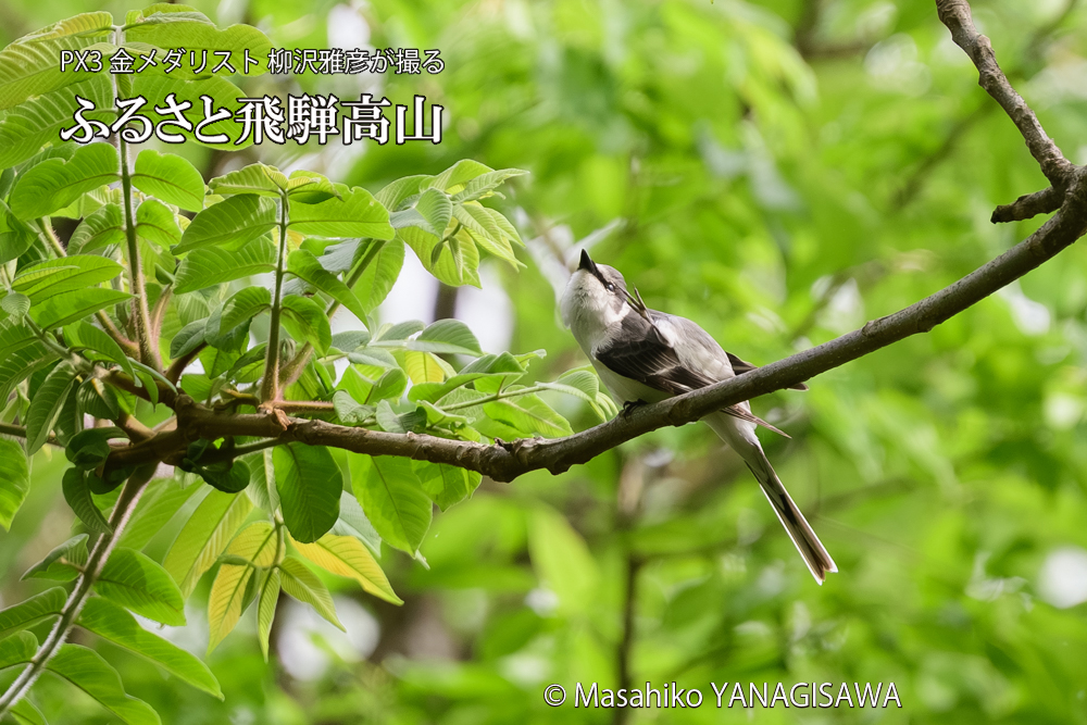 飛騨高山に棲むサンショウクイの写真です。