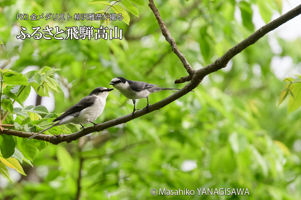 飛騨高山に棲むサンショウクイの写真です。