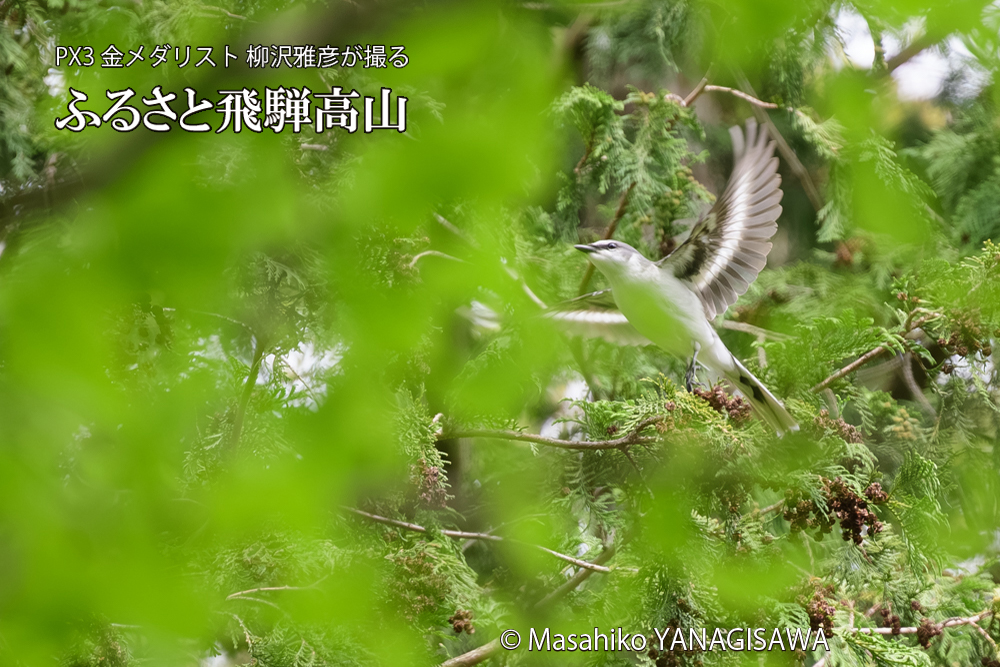 飛騨高山に棲むサンショウクイの写真です。