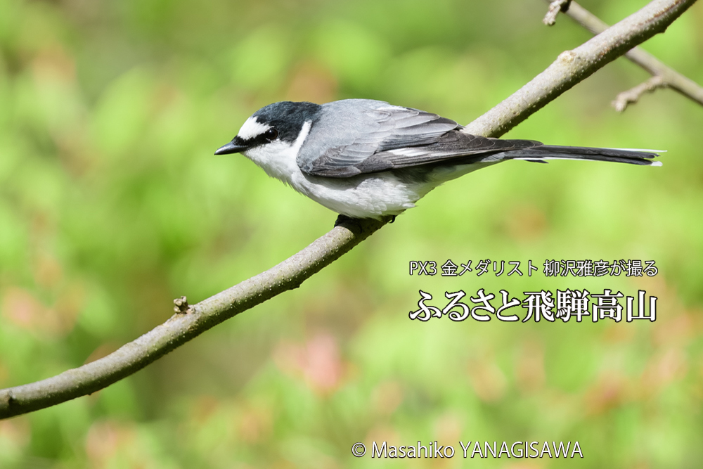 飛騨高山に棲むサンショウクイの写真です。