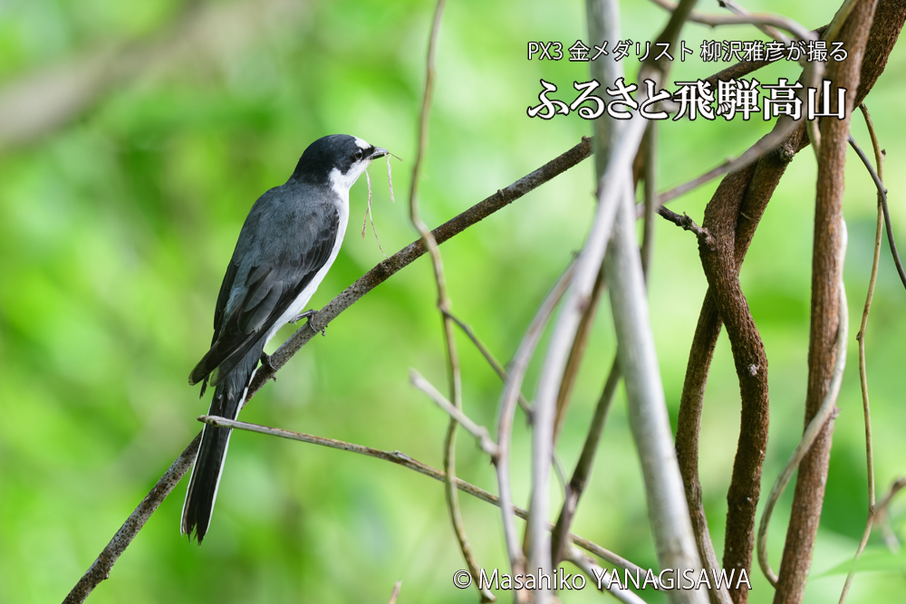 飛騨高山に棲むサンショウクイの写真です。