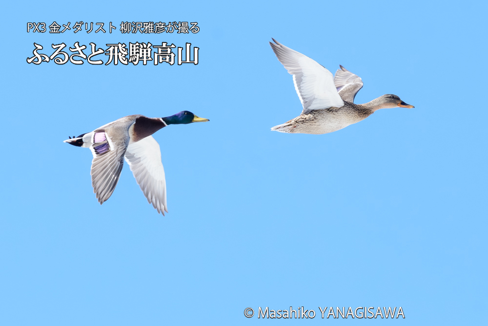 飛騨高山に棲むマガモの写真です。