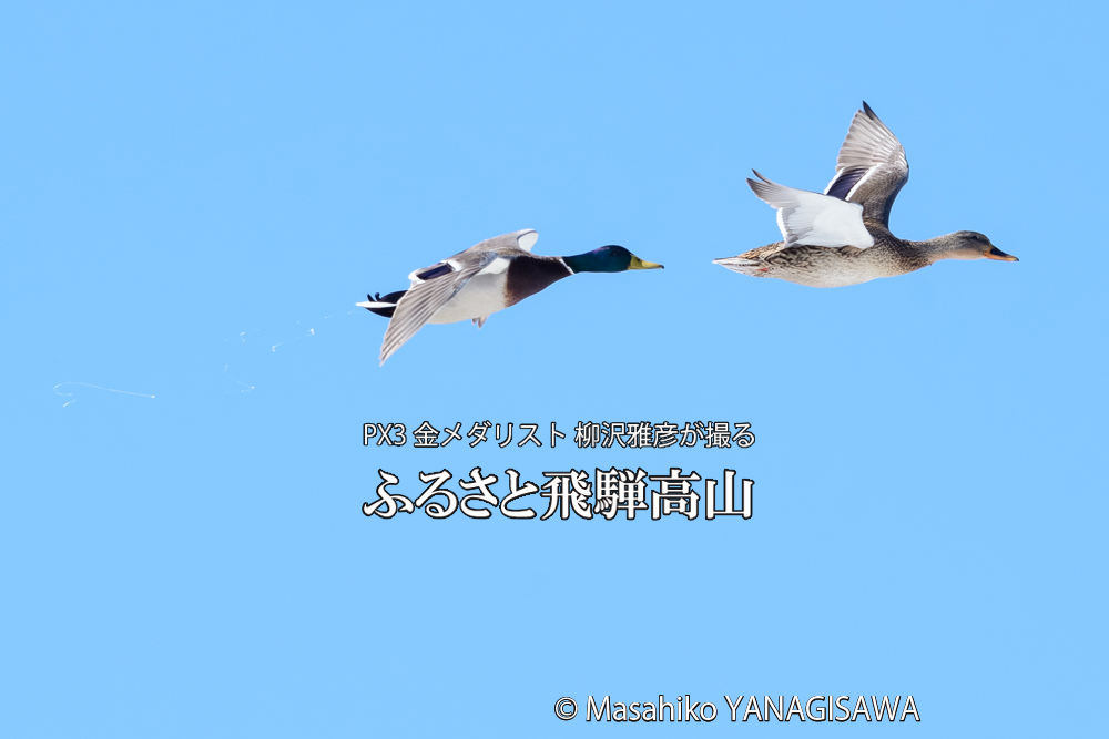 飛騨高山に棲むマガモの写真です。