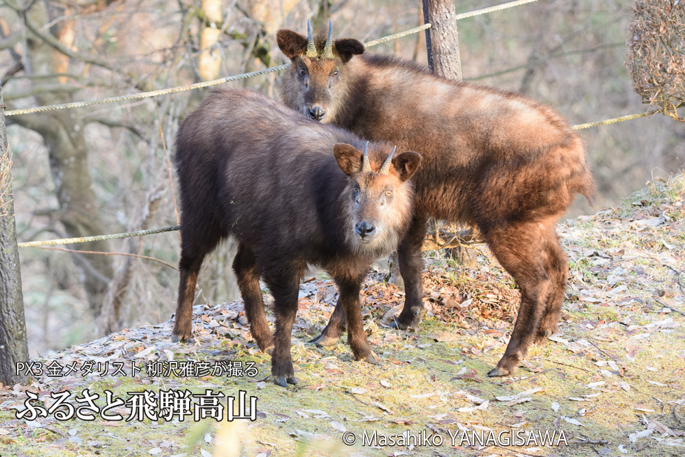 飛騨高山に棲むニホンカモシカの写真です。