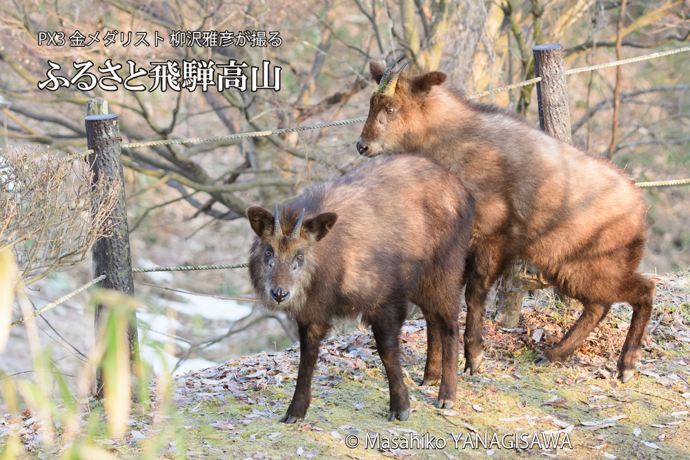 飛騨高山に棲むニホンカモシカの写真です。