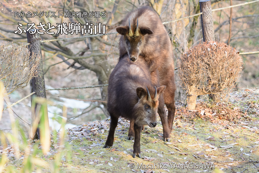飛騨高山に棲むニホンカモシカの写真です。