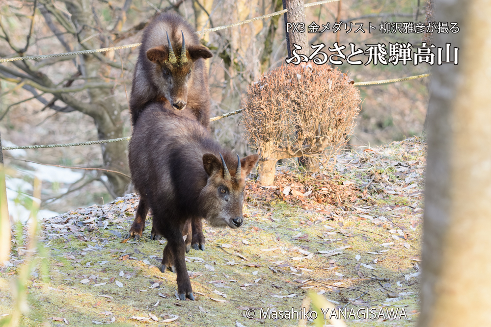 飛騨高山に棲むニホンカモシカの写真です。