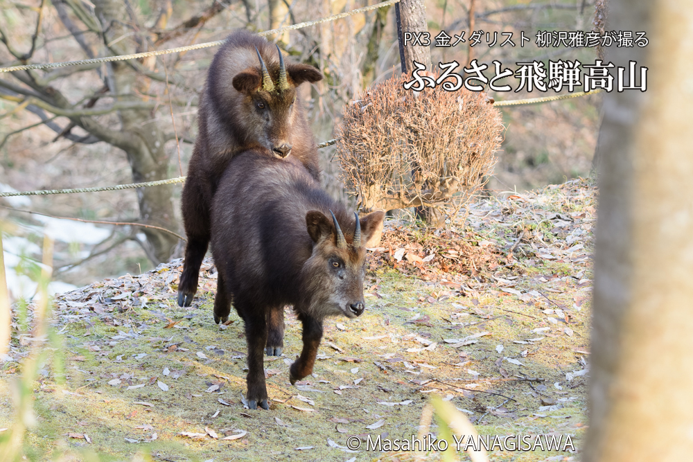 飛騨高山に棲むニホンカモシカの写真です。
