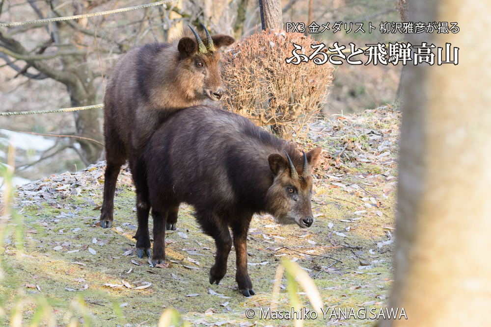 飛騨高山に棲むニホンカモシカの写真です。