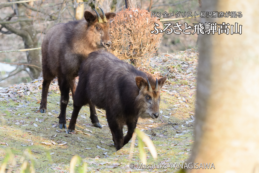 飛騨高山に棲むニホンカモシカの写真です。