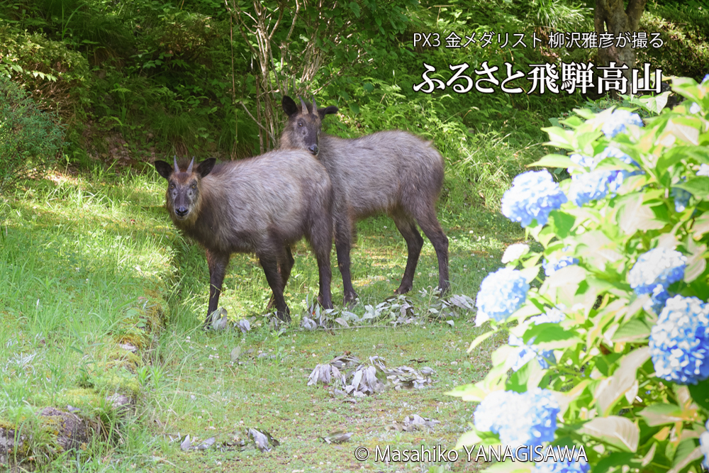 飛騨高山に棲むニホンカモシカの写真です。