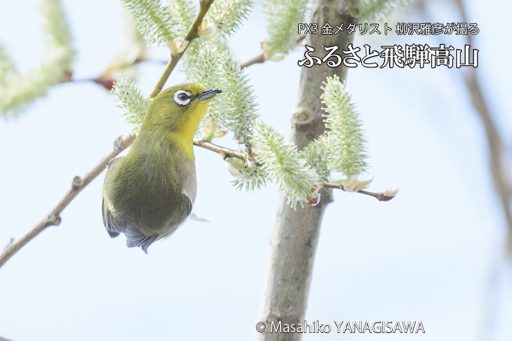 飛騨高山に棲むメジロの写真です。