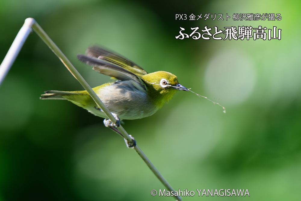 飛騨高山に棲むメジロの写真です。