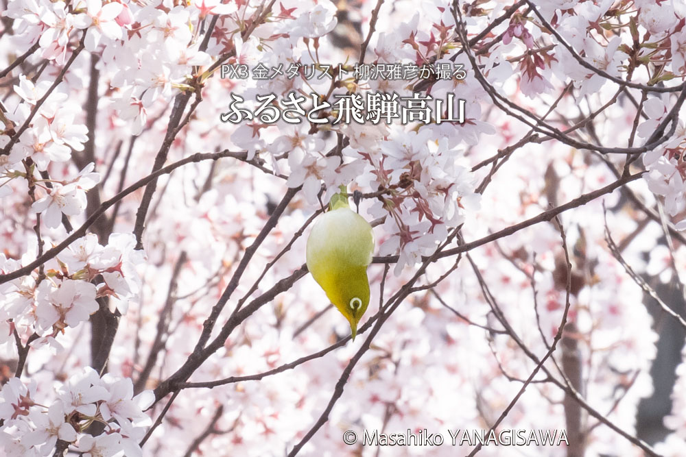 飛騨高山に棲むメジロの写真です。