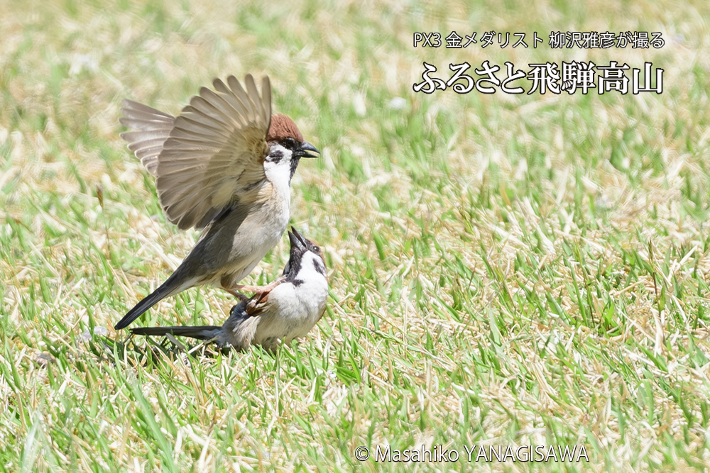 飛騨高山に棲むスズメの写真です。