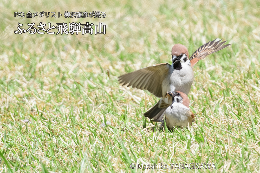 飛騨高山に棲むスズメの写真です。