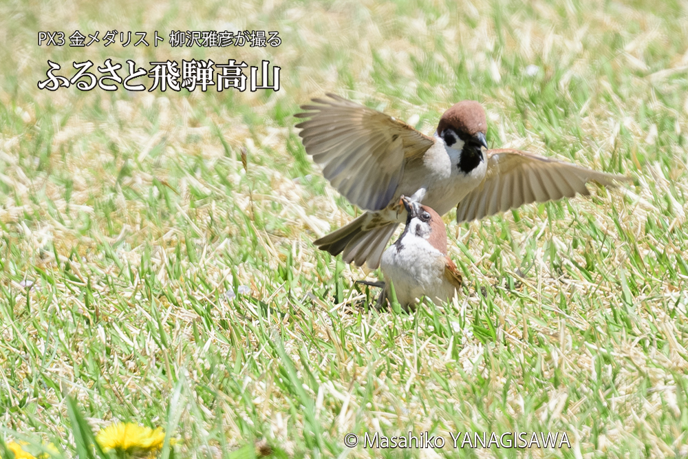 飛騨高山に棲むスズメの写真です。