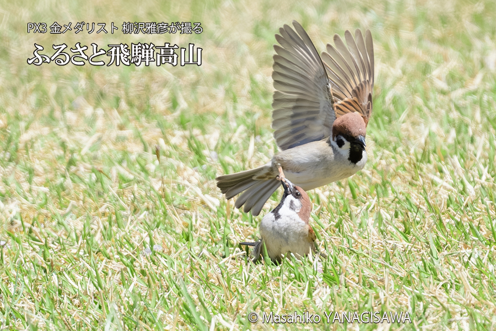 飛騨高山に棲むスズメの写真です。