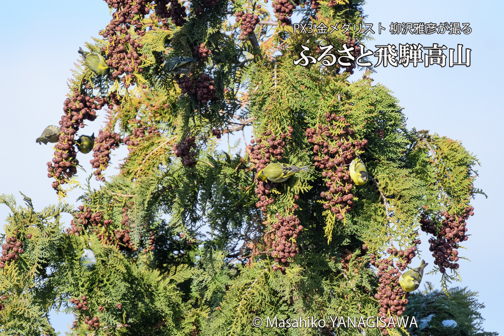 飛騨高山に棲むマヒワの写真です。