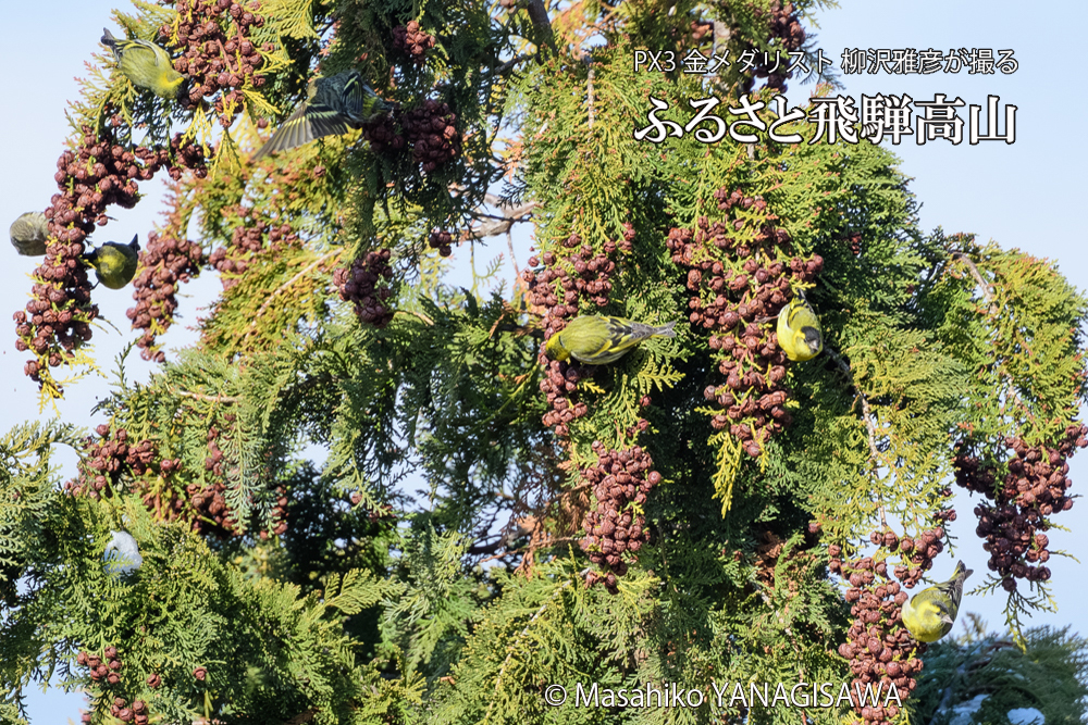 飛騨高山に棲むマヒワの写真です。