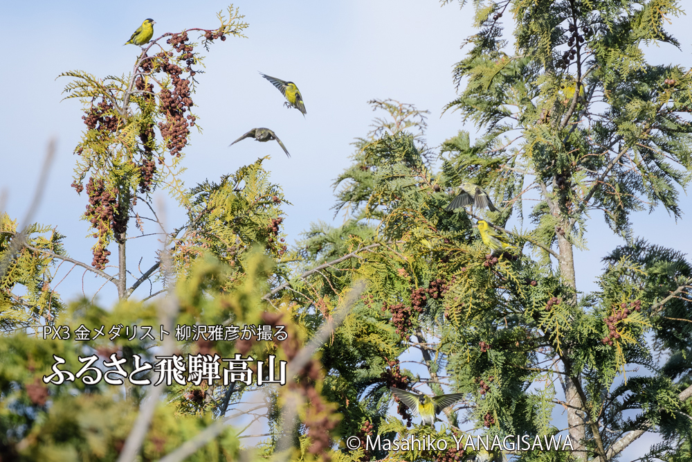 飛騨高山に棲むマヒワの写真です。