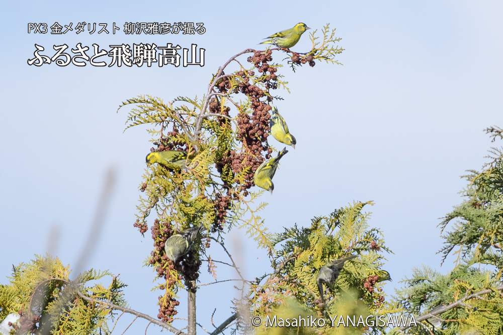 飛騨高山に棲むマヒワの写真です。
