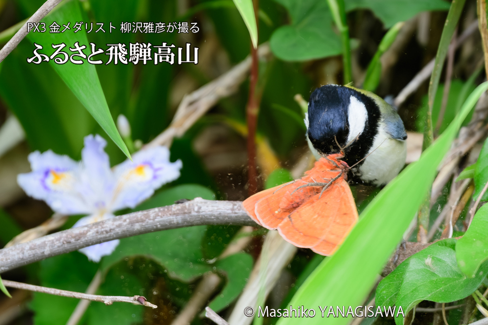 飛騨高山に棲むシジュウカラの写真です。