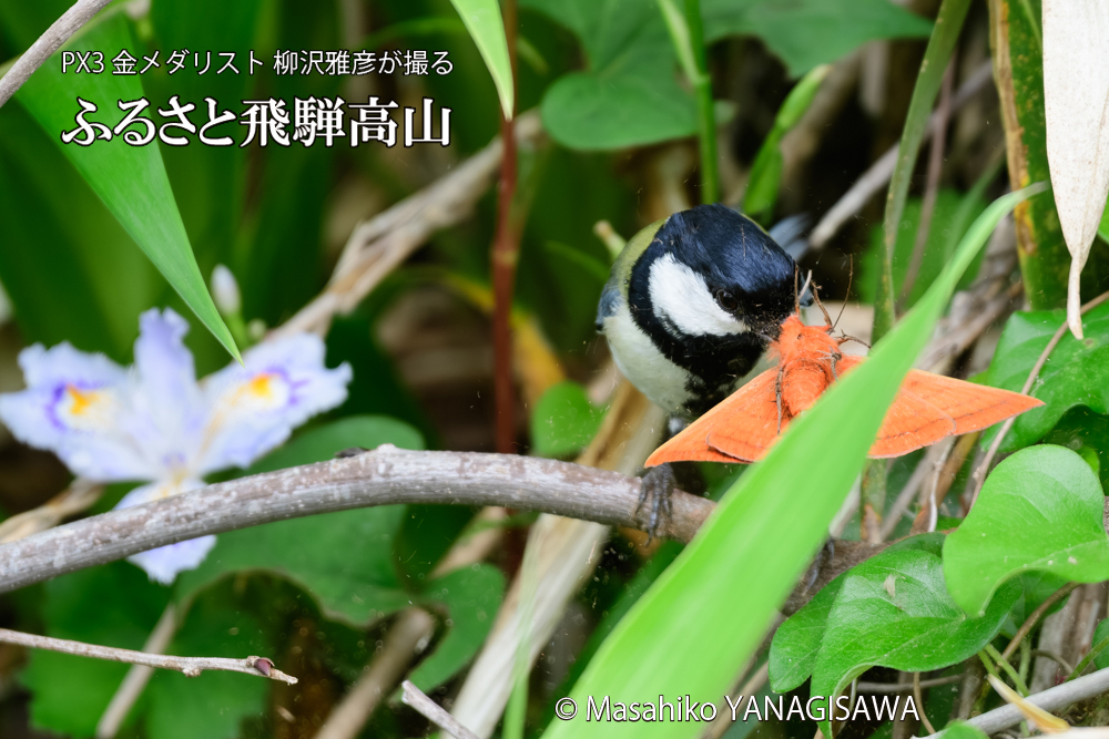 飛騨高山に棲むシジュウカラの写真です。