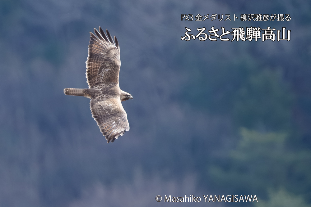 飛騨高山に棲むノスリの写真です。
