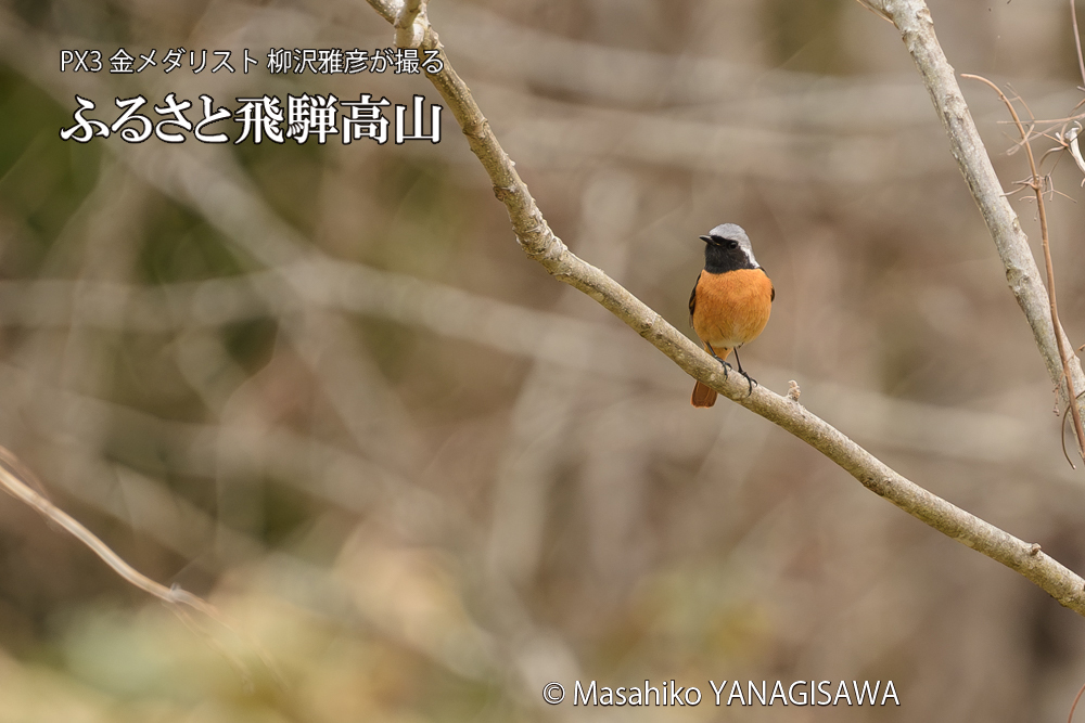 飛騨高山に棲むジョウビタキの写真です。