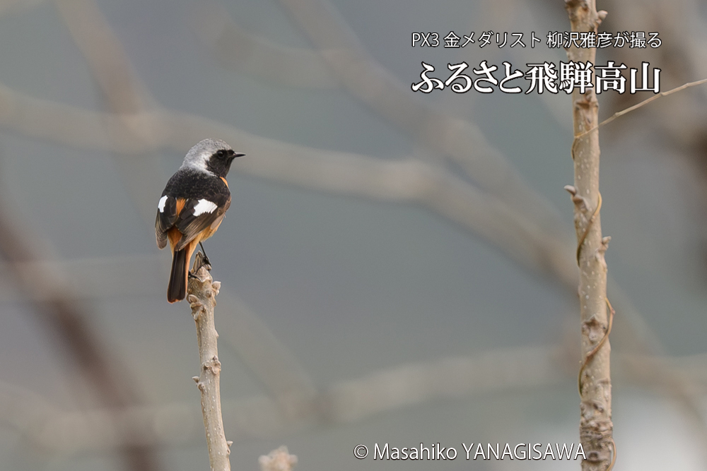 飛騨高山に棲むジョウビタキの写真です。