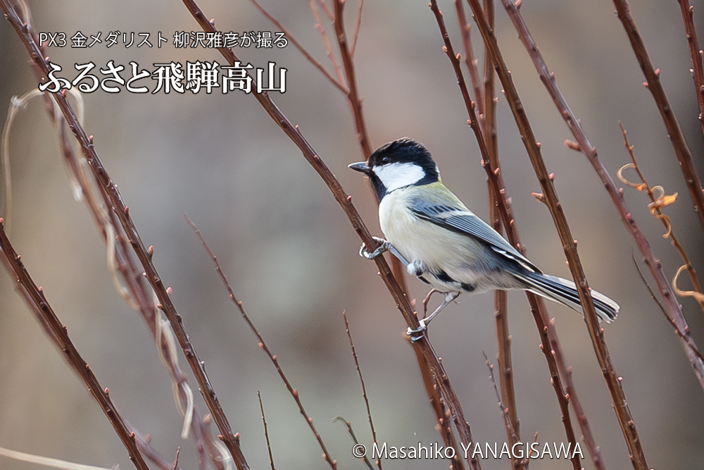飛騨高山に棲むシジュウカラの写真です。