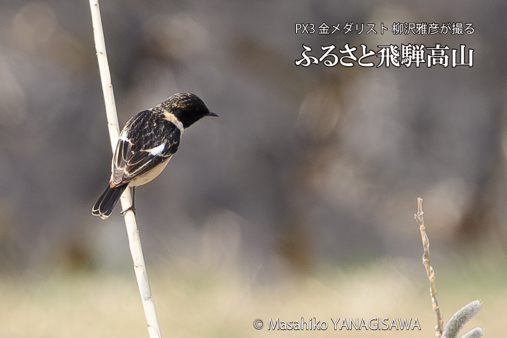 飛騨高山に棲むノビタキの写真です。