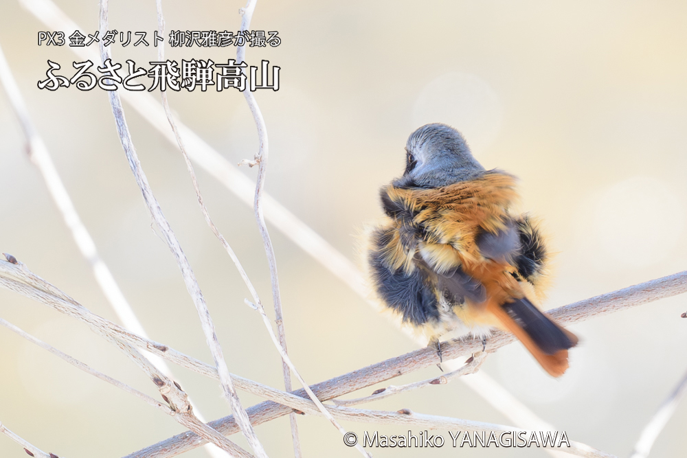 飛騨高山に棲むジョウビタキ雄の写真です。