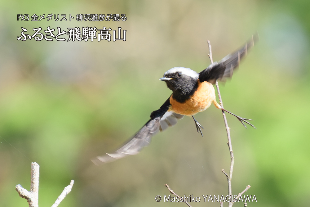 飛騨高山に棲むジョウビタキ雄の写真です。