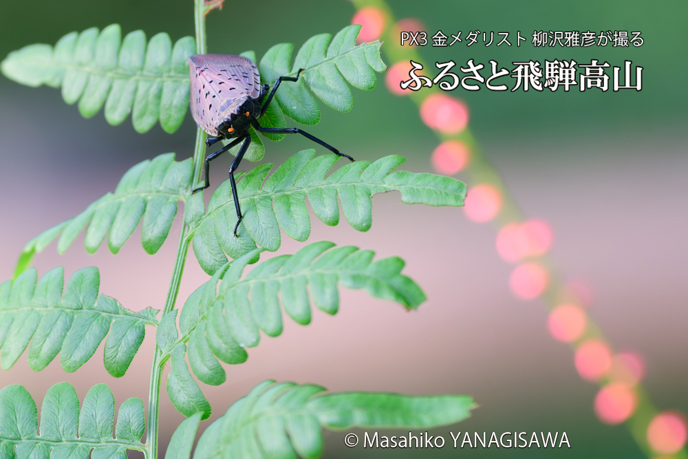 飛騨高山に棲むシタベニハゴロモの写真です。