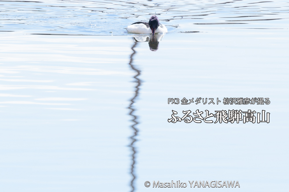 飛騨高山に棲むカワアイサ雄の写真です。