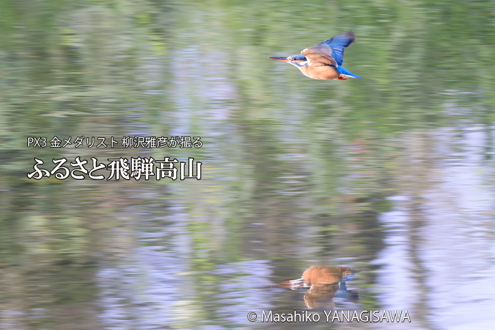 飛騨高山に棲むカワセミの写真です。